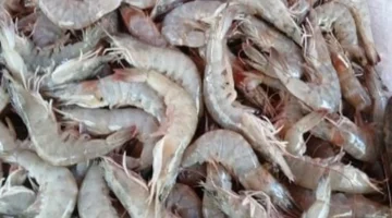 أسعار الجمبري والأسماك في الإسكندرية اليوم الثلاثاء وتأثيرها على الأسواق المحلية